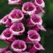 Foxglove Candy Mountain Flowers