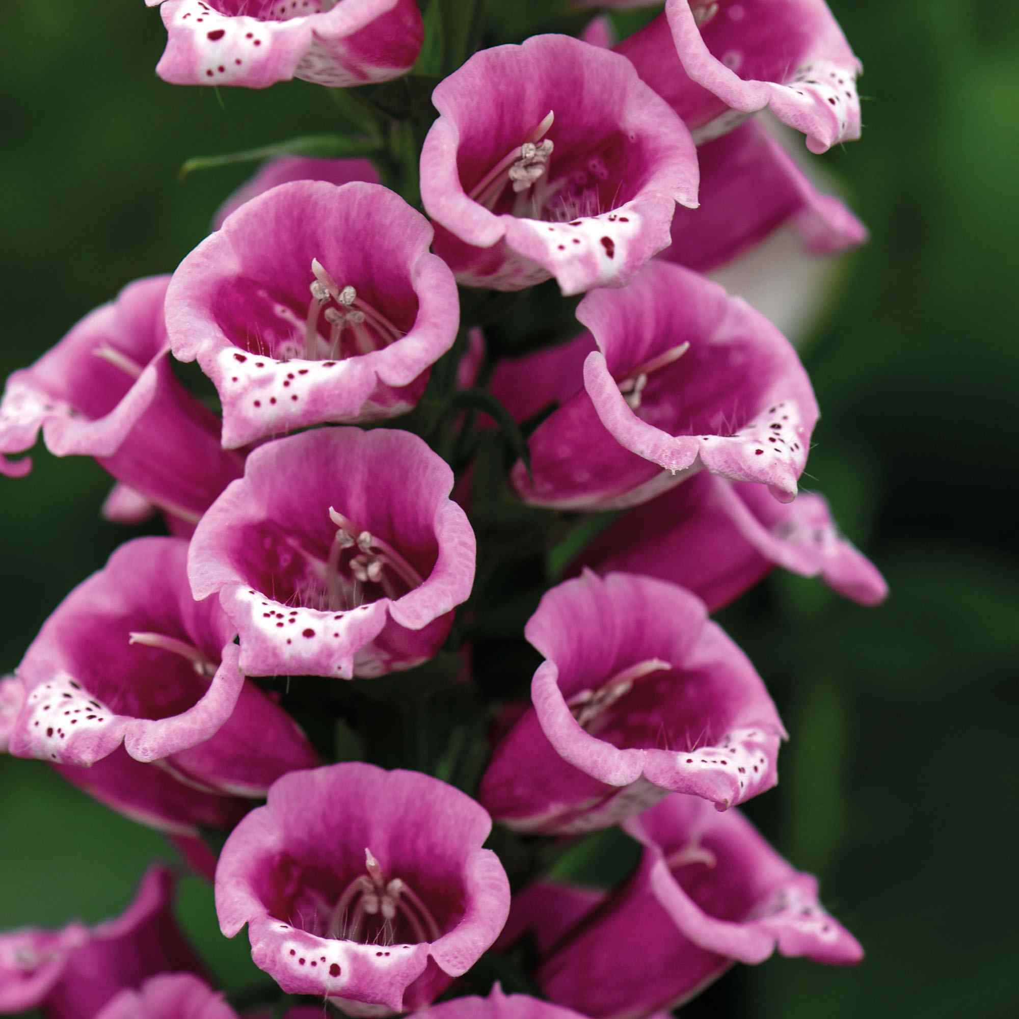 Outsidepride Digitalis Purpurea Candy Mountain Foxglove Seeds