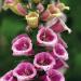 Digitalis Candy Mountain Foxglove Garden Flowers