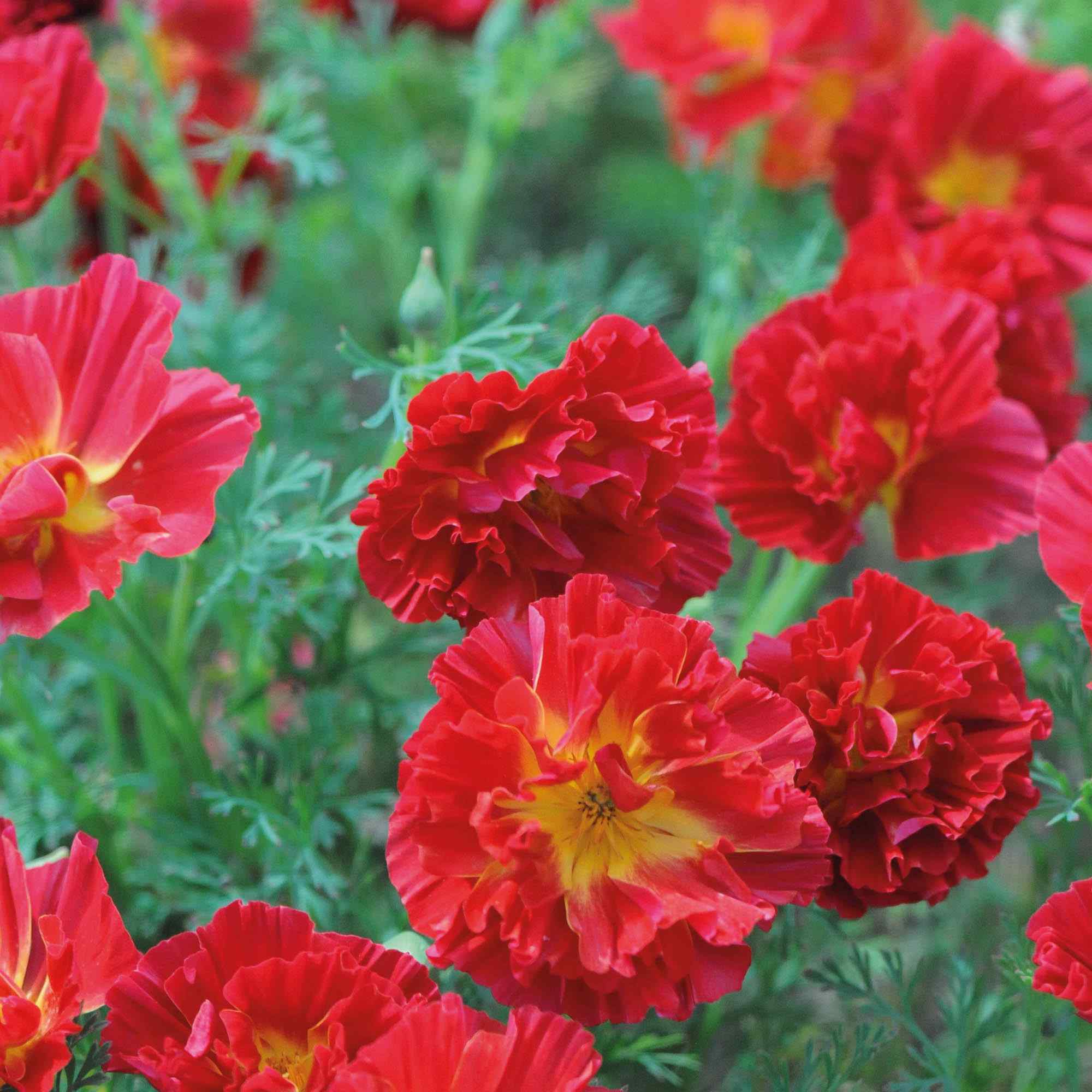 California Poppy Cherry Swirl