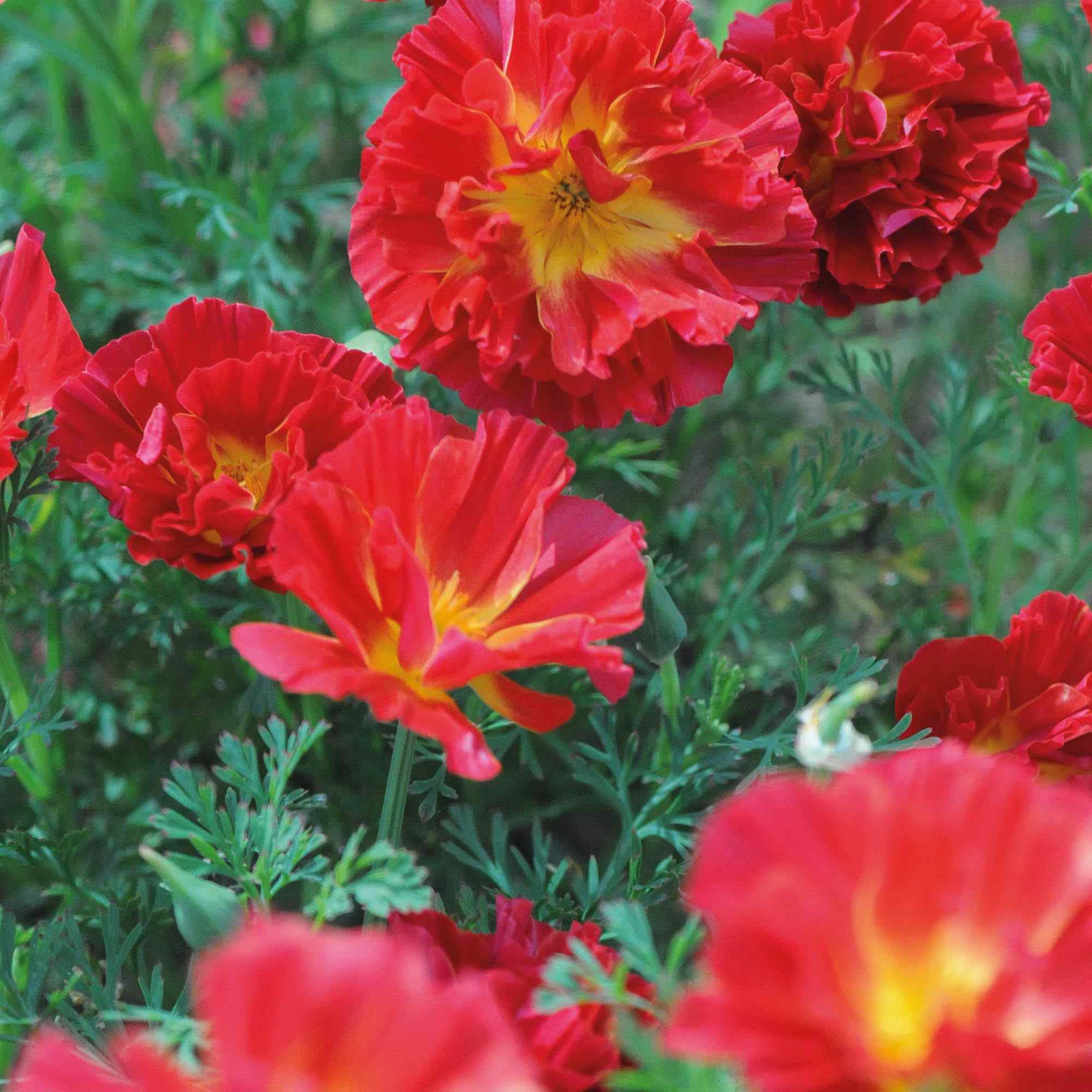 Eschscholzia Californica Cherry Swirl