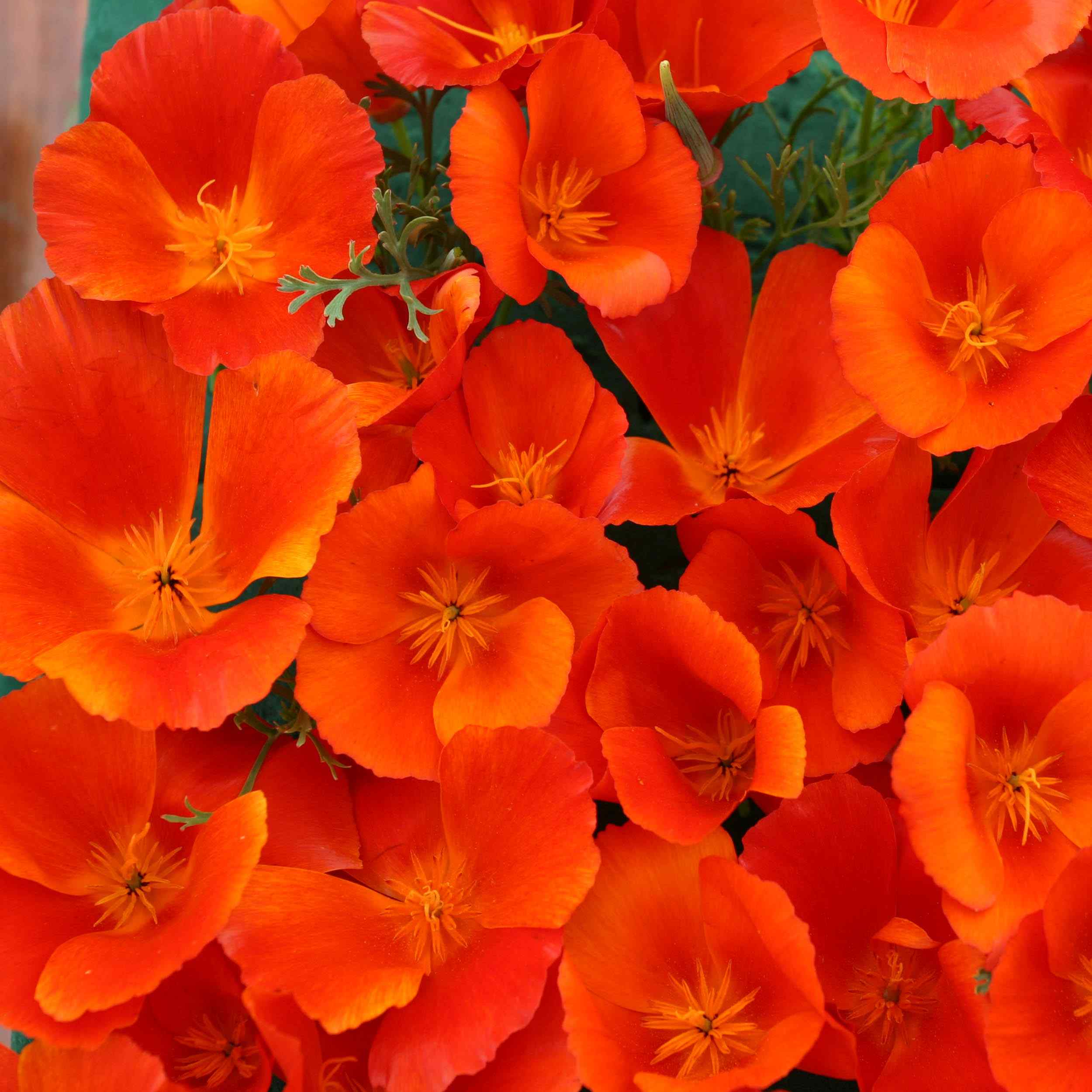 California Poppy Copper Pot