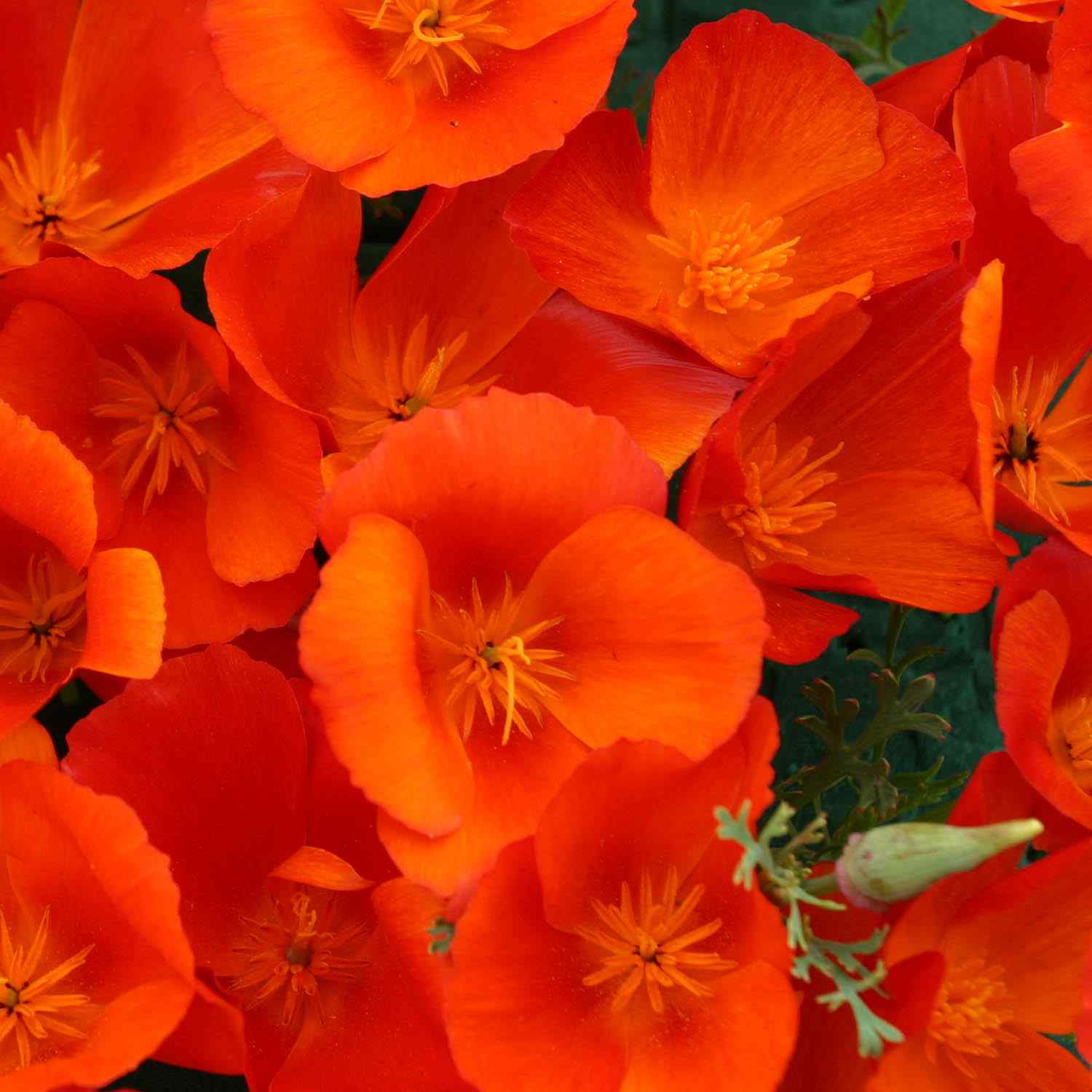 Eschscholzia Californica Copper Pot