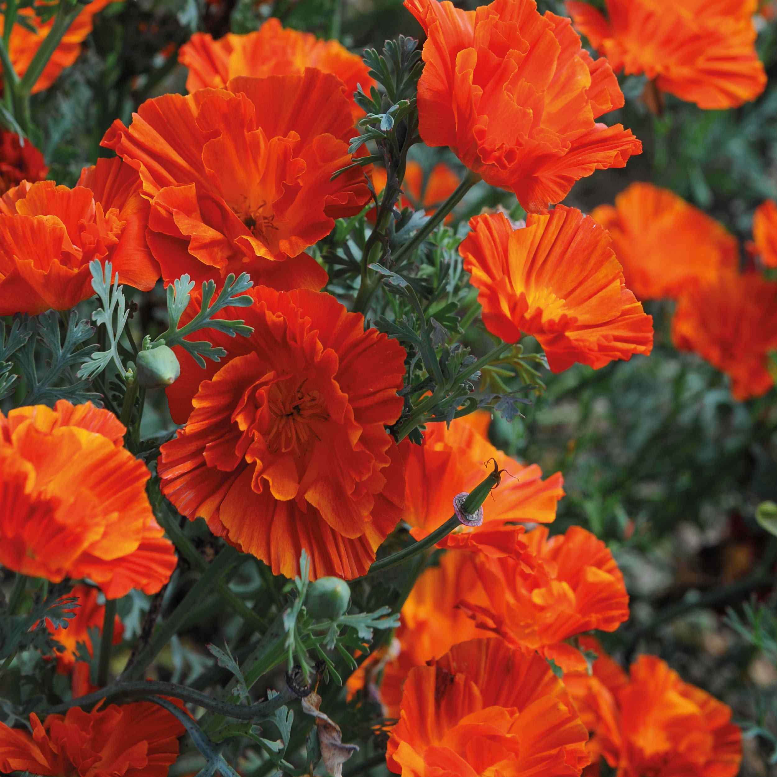 California Poppy Copper Swirl