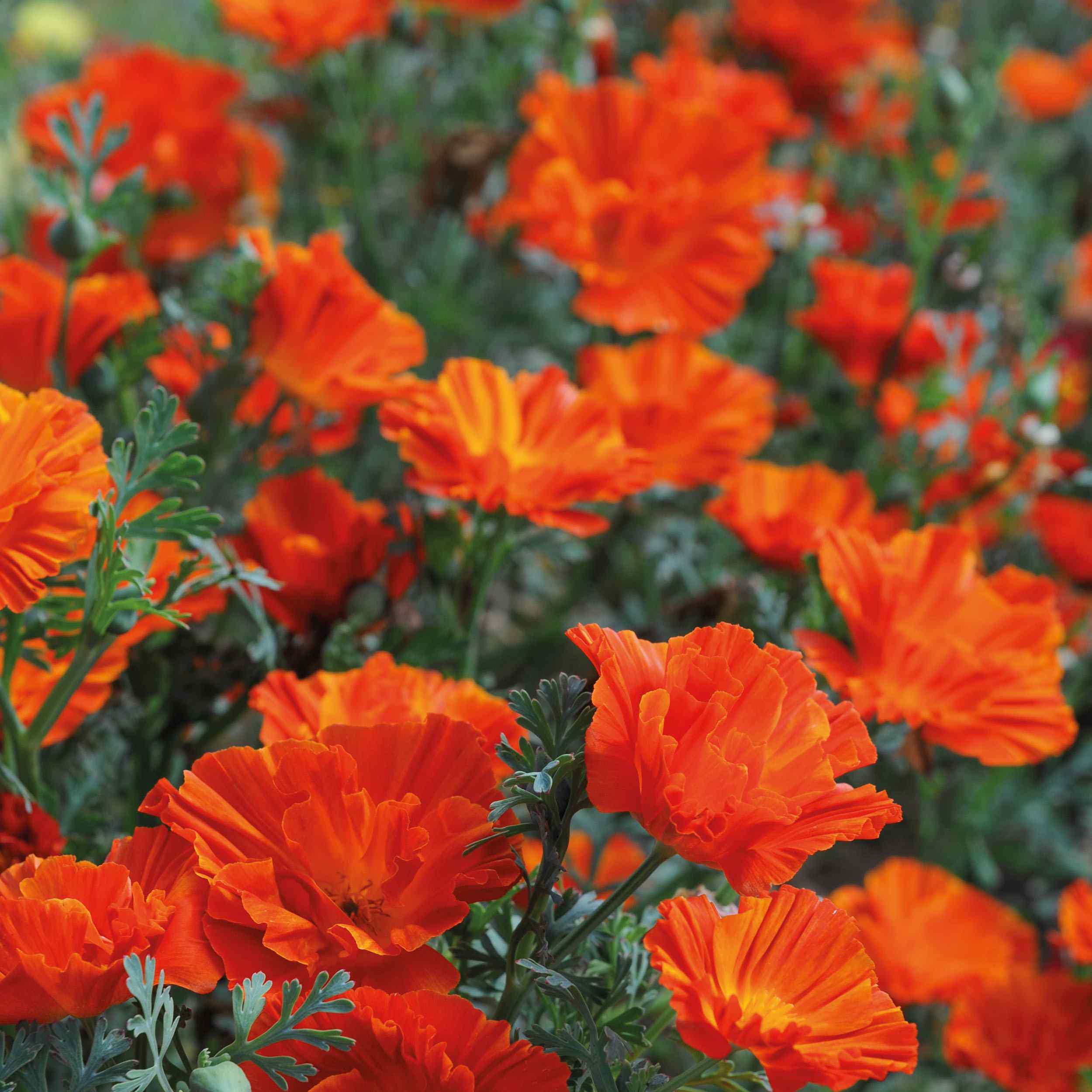 Eschscholzia Californica Copper Swirl