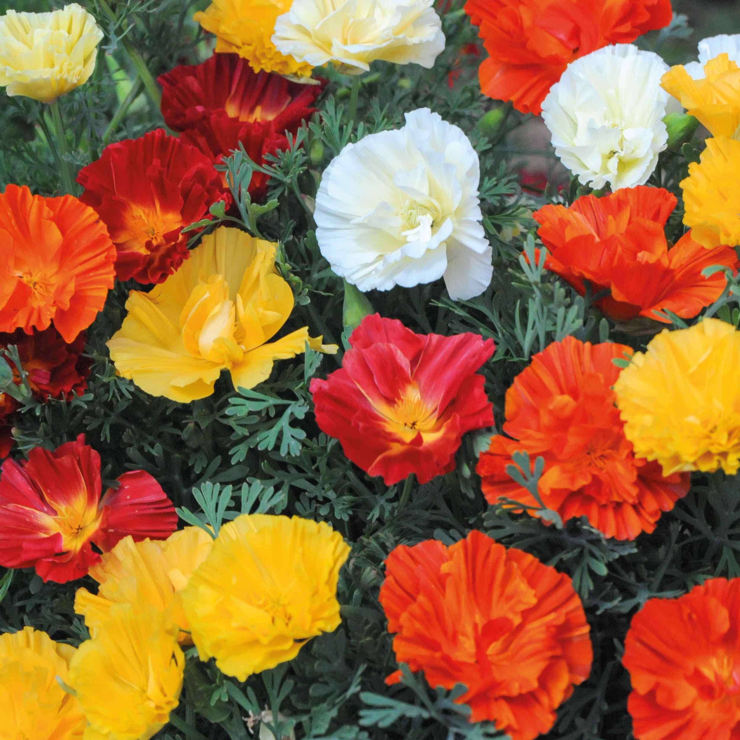 California Poppy Swirl Mix