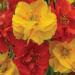 Geum Sunbeam Flower Seed