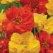 Geum Sunbeam Garden Flower Seed