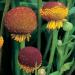 Sneezeweed Yellow Flowers