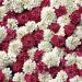 Candytuft Fire Ice Groundcover Seed