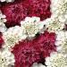 Candytuft Fire Ice Plants