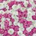 Candytuft Pretty Groundcover Seed