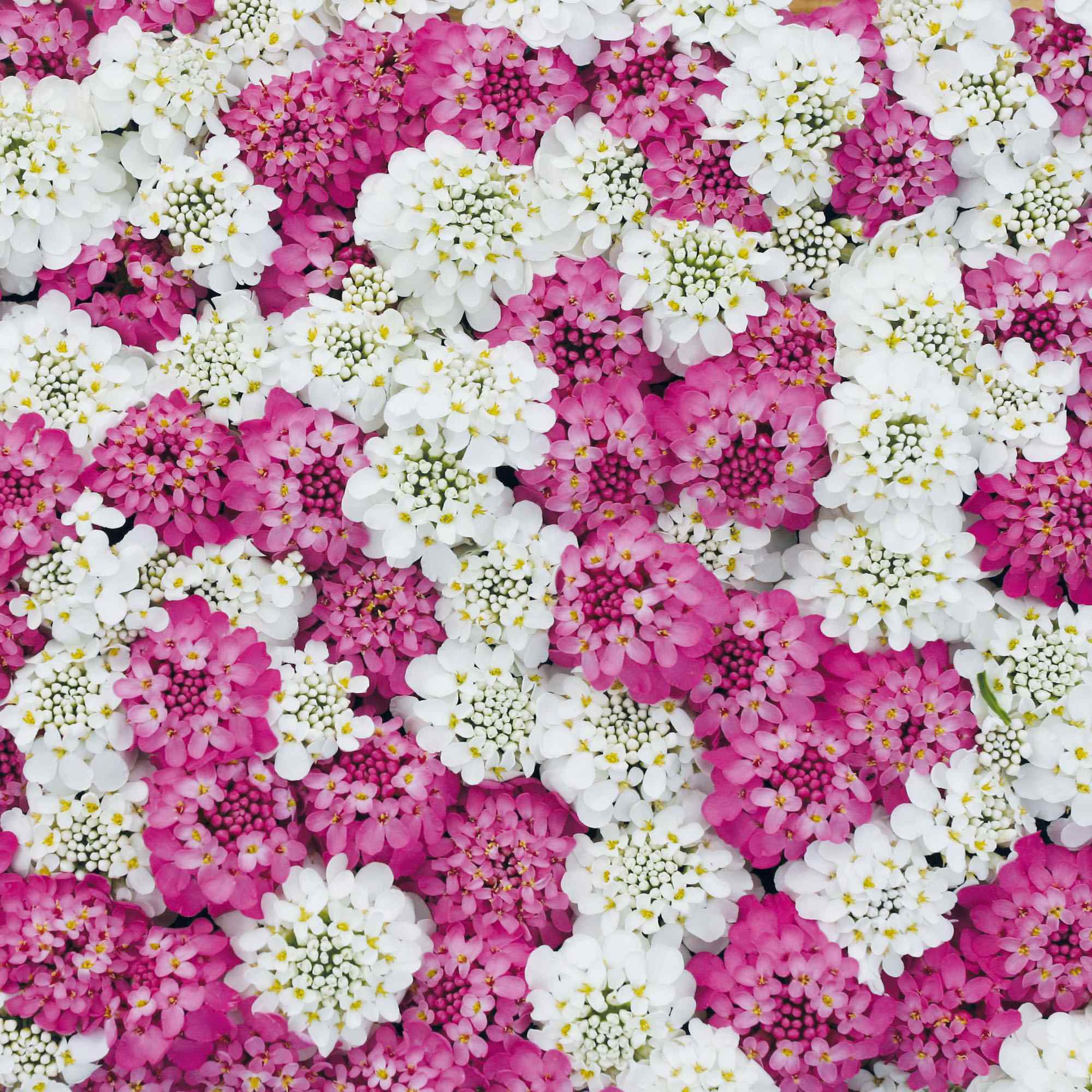 Outsidepride Iberis umbellata Candytuft
