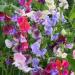 Sweet Pea Top To Bottom Mix