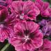 Malva Sylvestris Bibor Felho Flowers