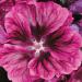 Mallow Bibor Felho Hollyhock