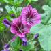 Braveheart Hollyhock Flower Seed