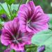 Malva Sylvestris Braveheart Hollyhock Flower Seed