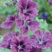 Malva Sylvestris Mystic Merlin Hollyhock Flower Seed