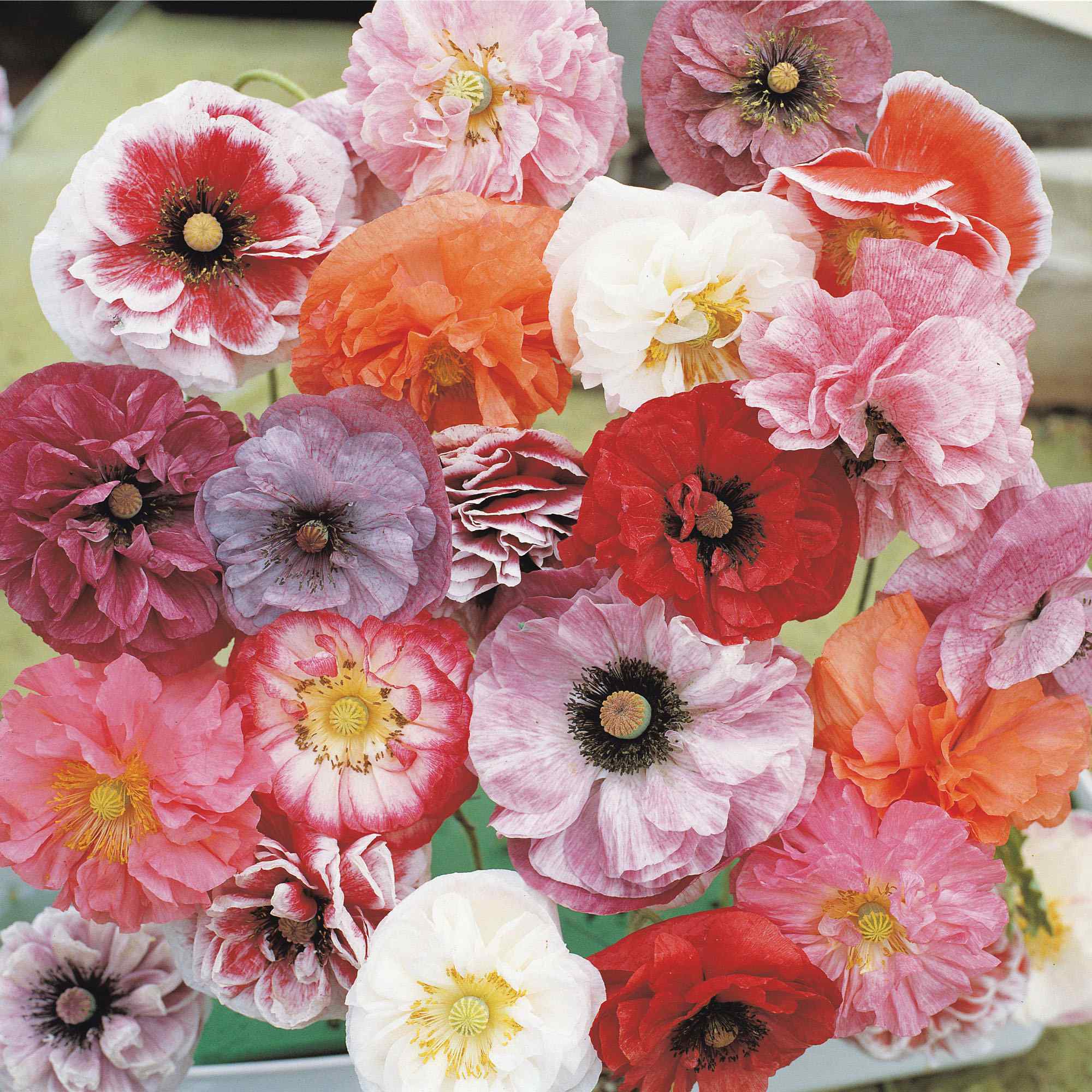 Papaver Rhoeas Angel's Choir Poppies