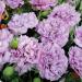 Poppy Candy Floss Garden Flowers
