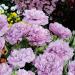 Papaver Somniferum Candy Floss Garden Flowers
