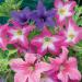 Petunia Sparklers