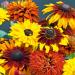 Rudbeckia Hirta All Sorts Mix Flowers