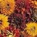 Rudbeckia Cherokee Sunset Flower Seeds