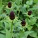 Rudbeckia Green Wizard Beautiful Flowers