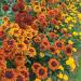 Rudbeckia Hirta Moroccan Sun Mix Flowers