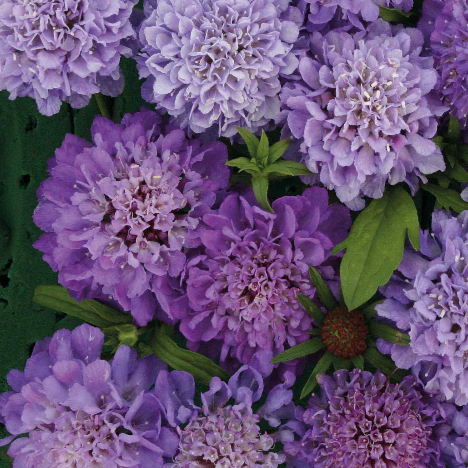 Scabiosa Pincushion Blue Beau Flowers