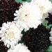 Pincushion Night and Day