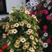 Black-eyed Susan Spanish Eyes Vines