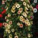 Spanish Eyes Black-eyed Susan Vine