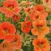 Nasturtium Alaska Apricot Climbing Vine
