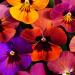Viola Amber Jewel Flower Mix