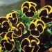 Viola Brunig Garden Flowers