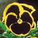 Viola Brunig Yellow Garden Flowers