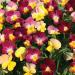 Viola Fire Shades Mix