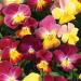 Viola Fire Shades Flower Mix