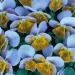 Viola hybrida Miniola Heart Ice Blue Garden Flower Seeds