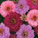 Zinnia Art Deco Flower Seed Mix