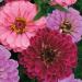 Zinnia Elegans Art Deco Flower Seeds