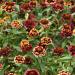 Zinnia Elegans Aztec Burgundy Bicolor