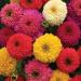 Zinnia Candy Flower Seed Mix