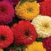 Zinnia Elegans Candy Mix Flower Seeds