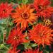 Zinnia Inca Flower Seeds