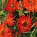Zinnia Elegans Inca Garden Flowers