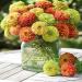 Zinnia Elegans Queeny Flower Mix